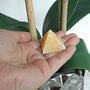 Orange Calcite Pyramid: Natural Abundance Stone, Meditation Decor (35mm)