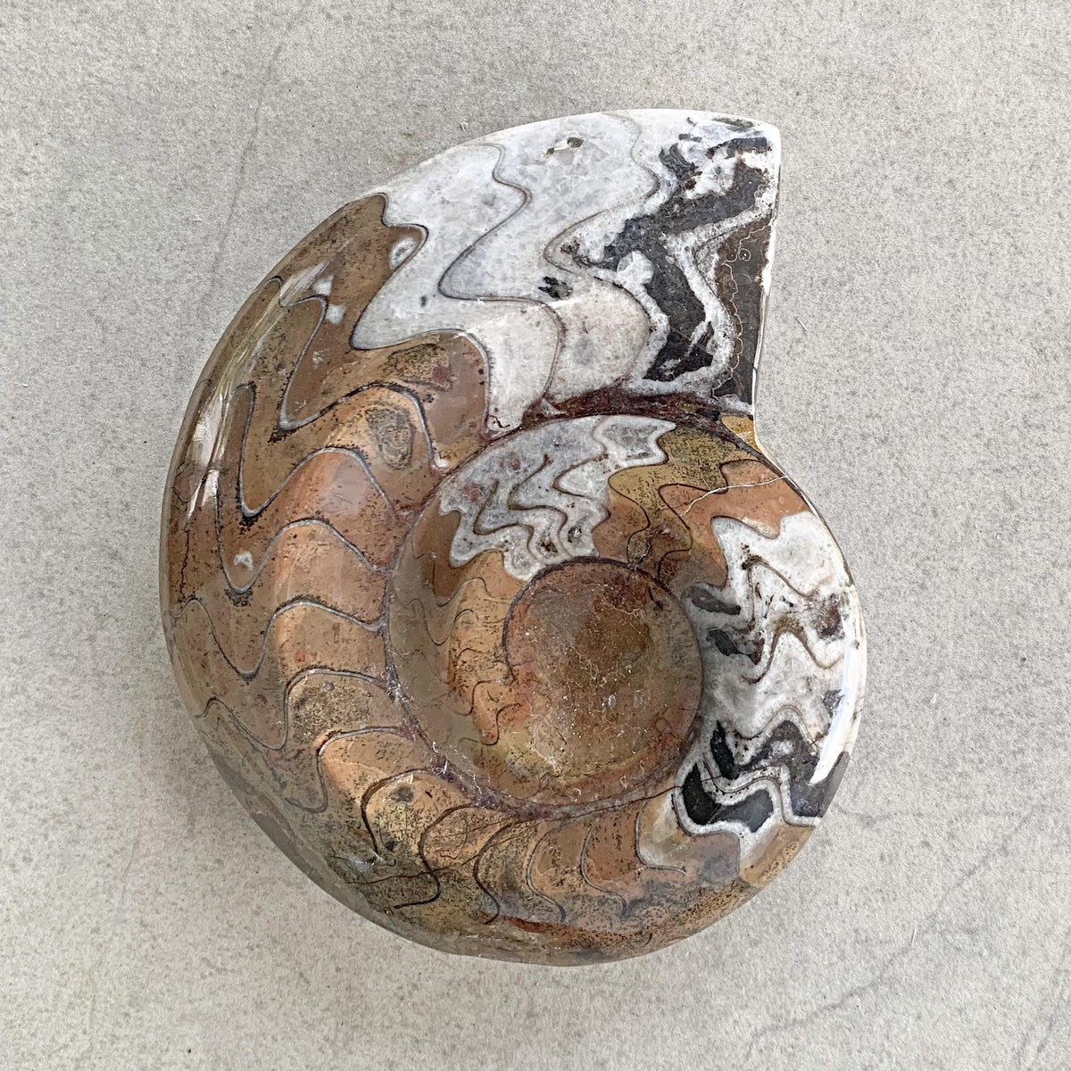 Ancient cephalopod fossil specimen