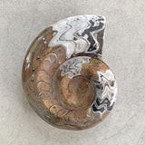 Ancient cephalopod fossil specimen
