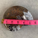 Devonian Goniatite Fossil | Authentic Morocco Cephalopod Fossil for Collectors & Home Décor, G014