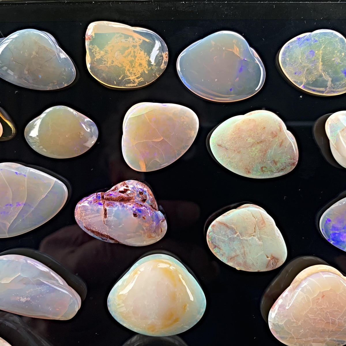 Natural opalized shell fossils from Coober Pedy Australia