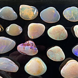 Natural opalized shell fossils from Coober Pedy Australia