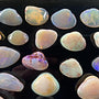 Natural opalized shell fossils from Coober Pedy Australia