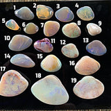 Natural opalized shell fossils from Coober Pedy Australia