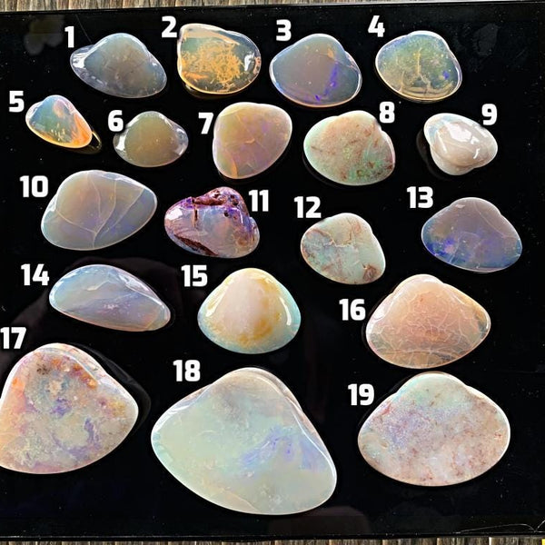 Natural opalized shell fossils from Coober Pedy Australia