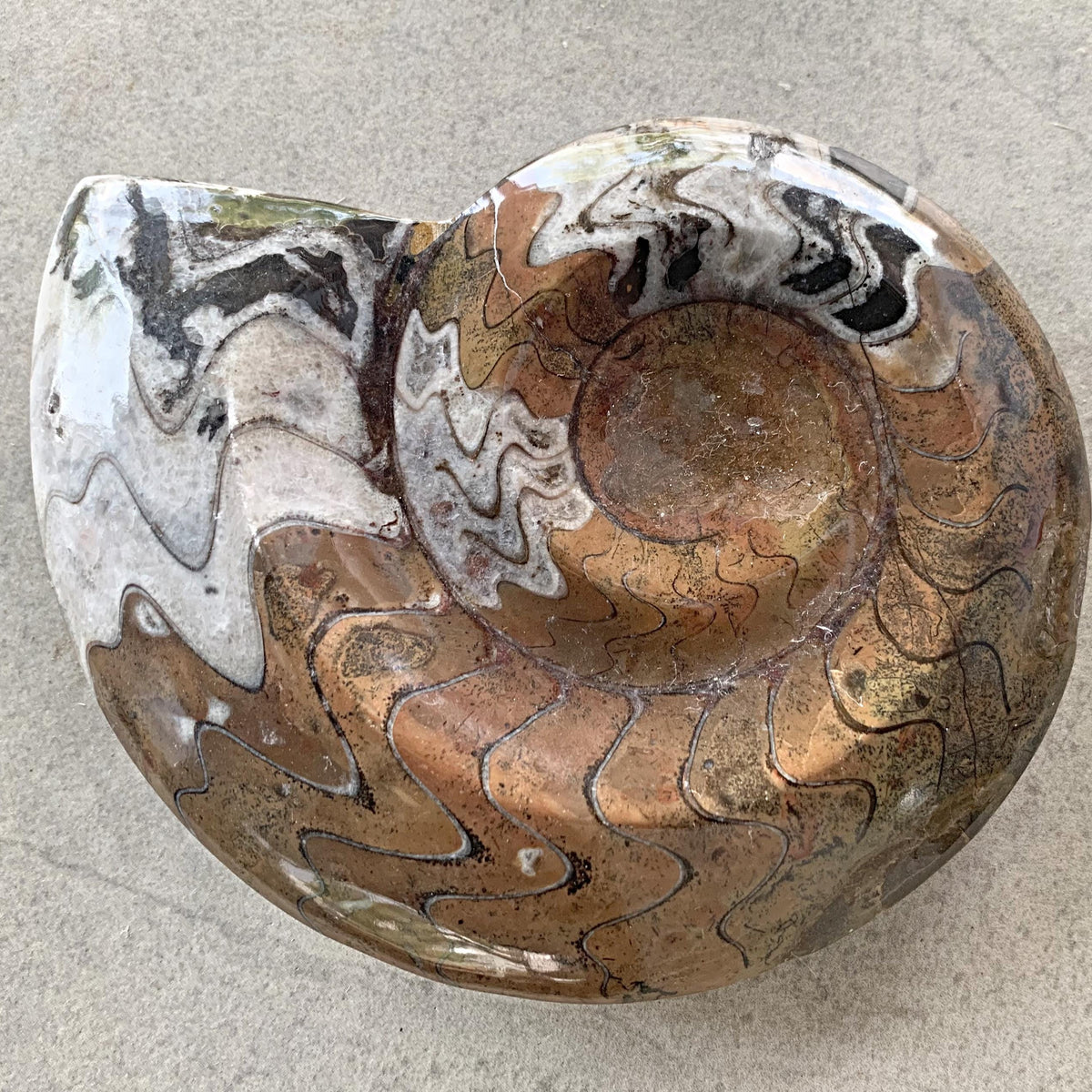 Devonian goniatite fossil from Morocco