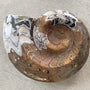 Devonian goniatite fossil from Morocco