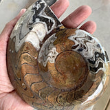 Goniatite fossil with distinct chambers