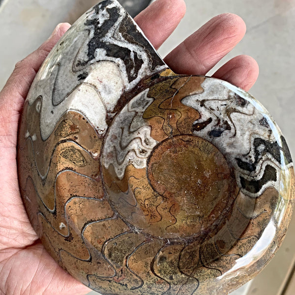 Goniatite fossil with distinct chambers