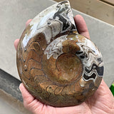 Authentic Atlas Mountains goniatite fossil