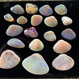 Ancient shell fossil turned opal crystal