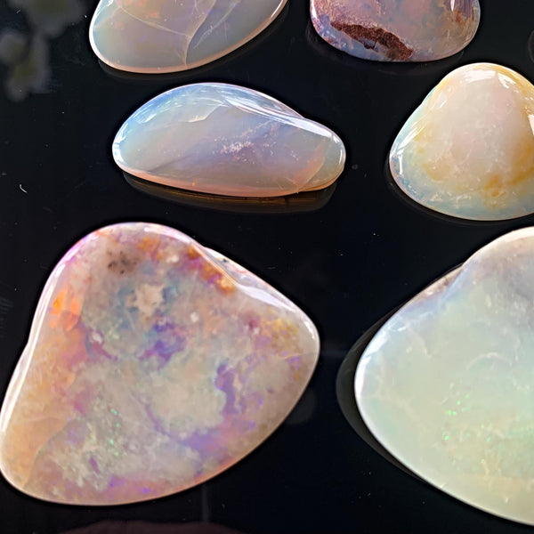 Collector’s opalized fossil shell gemstone