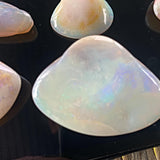 Collector’s opalized fossil shell gemstone