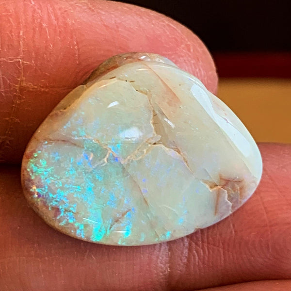 Natural opalized fossil closeup