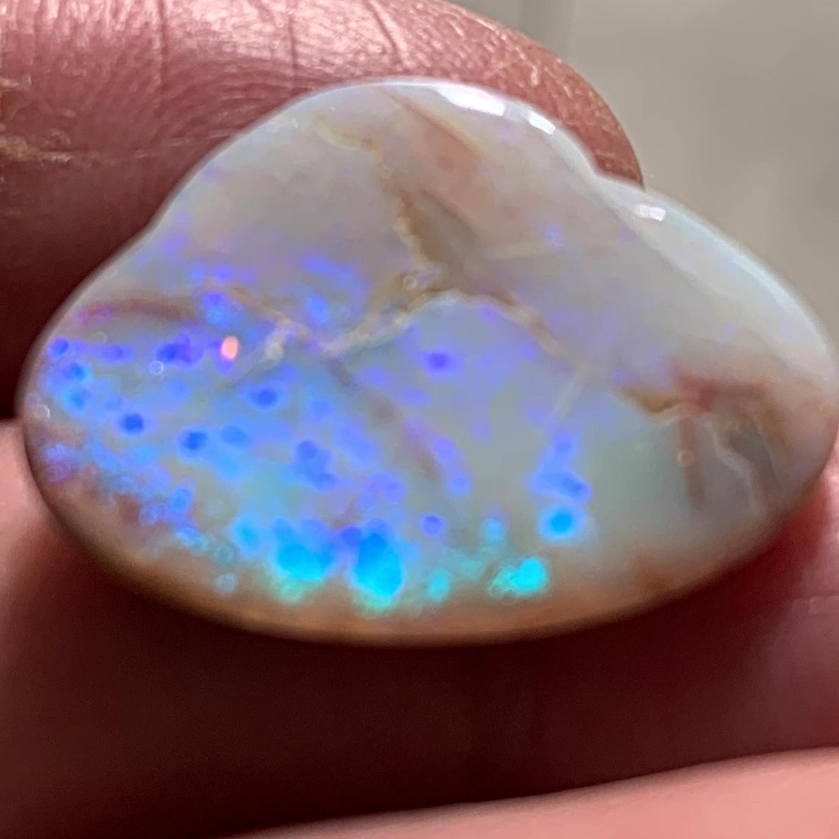 blue fossil shell opal