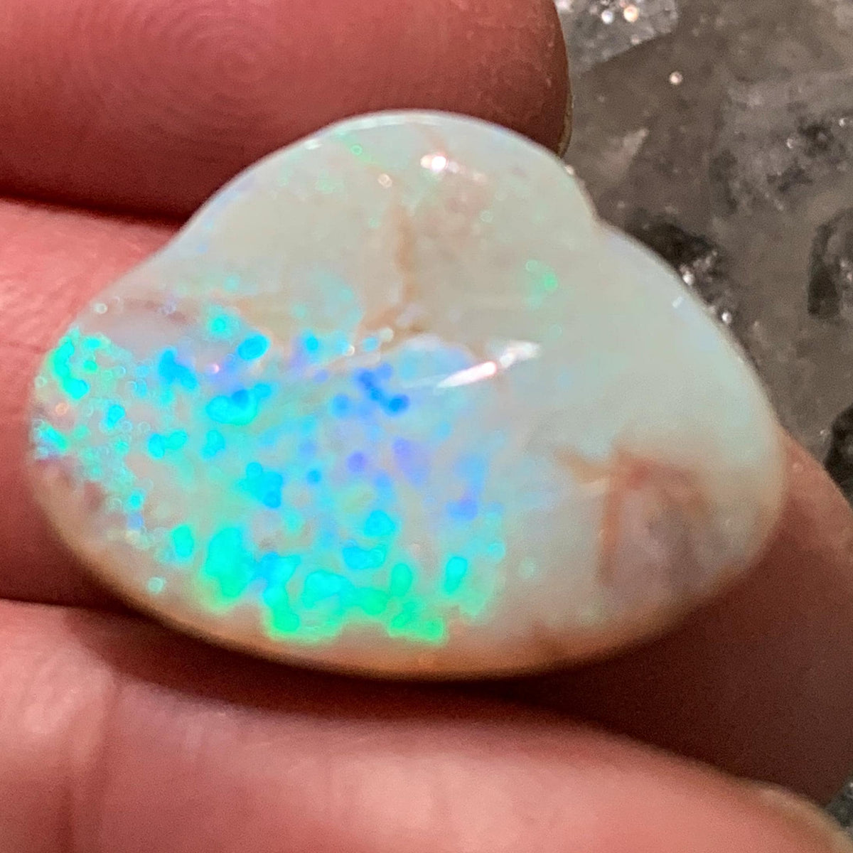 opalized fossil shell