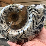 Goniatite spiral fossil specimen