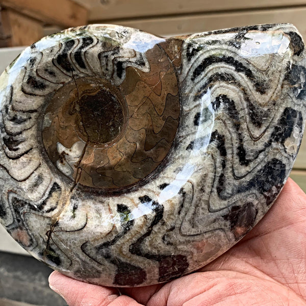 Goniatite spiral fossil specimen