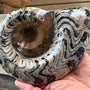 Goniatite spiral fossil specimen
