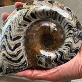 Fossil home décor stone