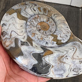 Fossil decor piece for collectors and home display