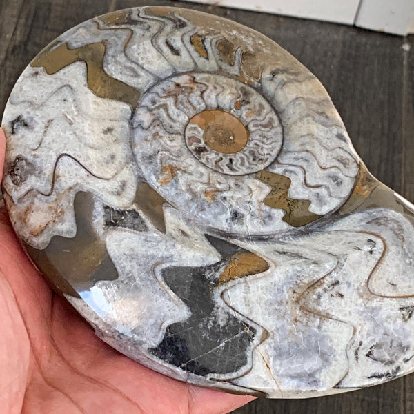 Fossil decor piece for collectors and home display