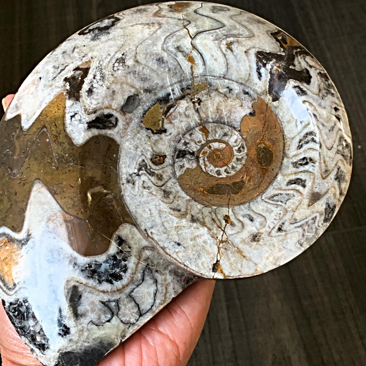 natural fossil specimen