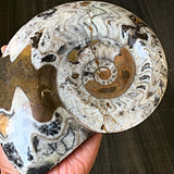 natural fossil specimen