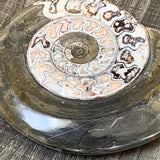 Ancient spiral fossil from Morocco