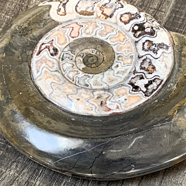 Ancient spiral fossil from Morocco