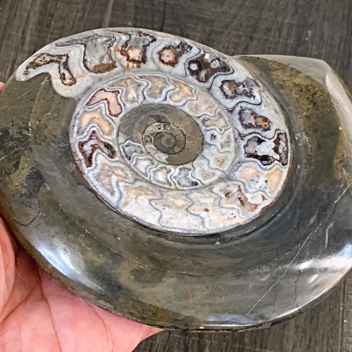 Natural goniatite fossil display