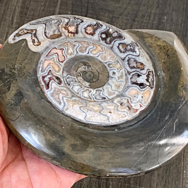 Natural goniatite fossil display