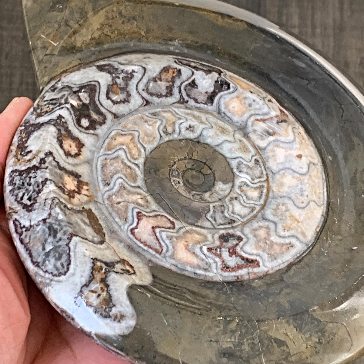 Prehistoric marine fossil