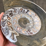 Prehistoric marine fossil