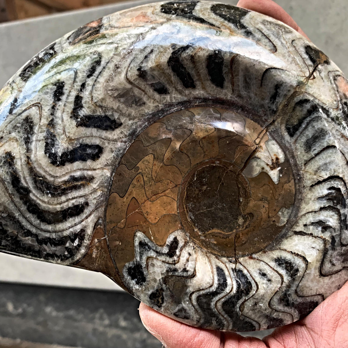 Goniatite fossil from Morocco