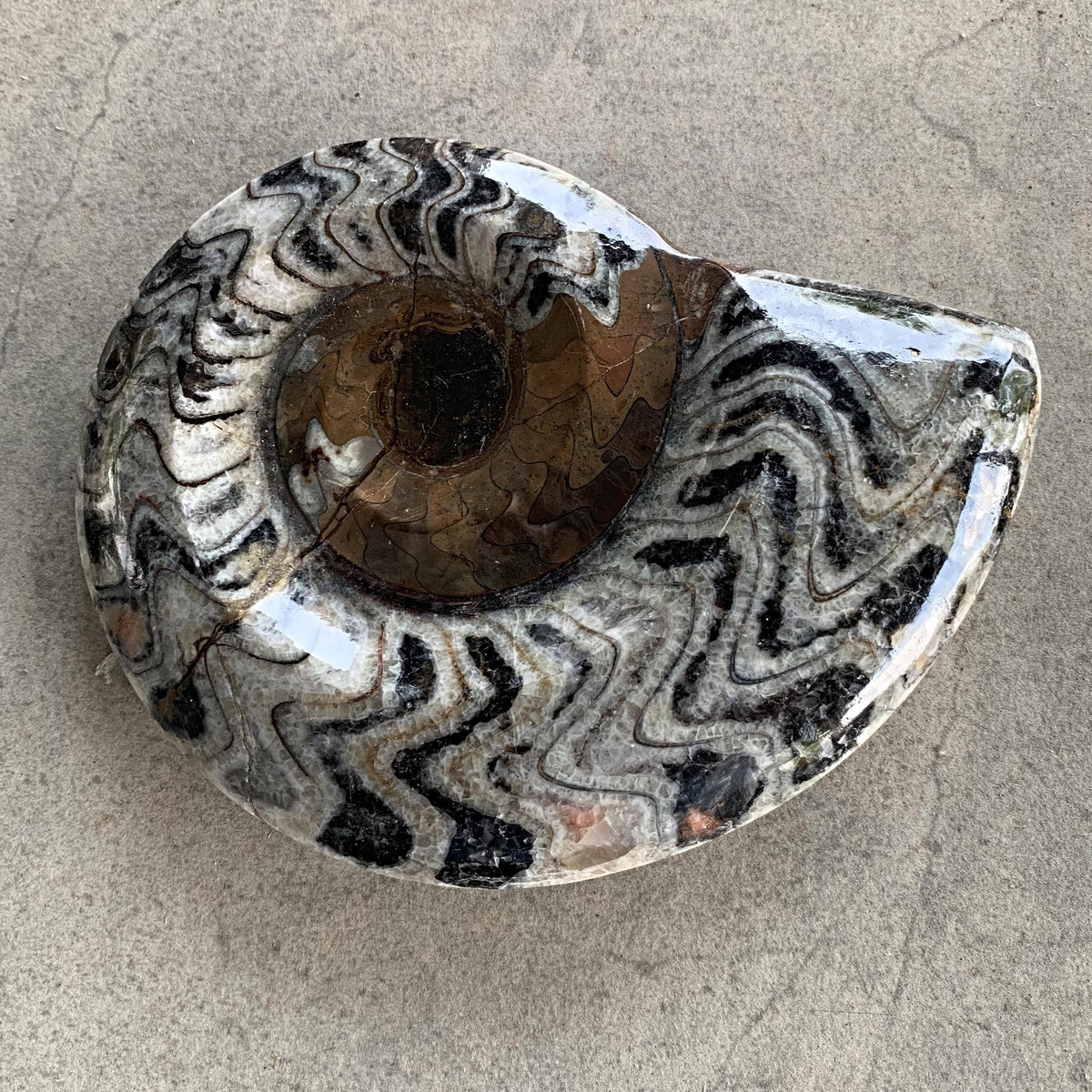 Goniatite Fossil from Morocco | Authentic Devonian Period Fossil for Collectors & Home Décor, G09
