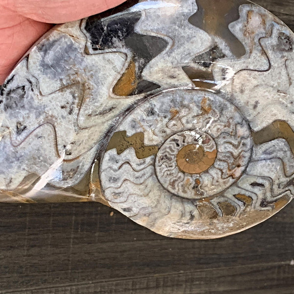 Large Goniatite fossil from Morocco Devonian period