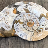 Premium fossil specimen with distinct chamber sutures