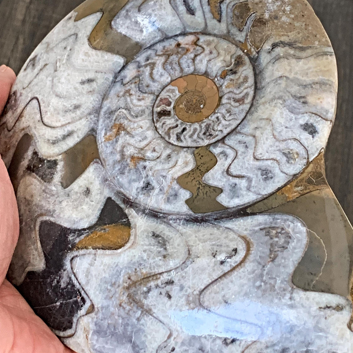 Goniatite fossil grounding healing energy