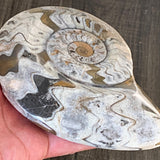 Goniatite fossil grounding healing energy