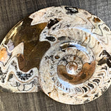 Goniatite fossil Morocco