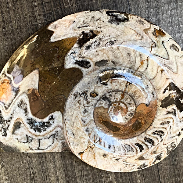 Goniatite fossil Morocco