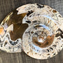 Goniatite fossil Morocco