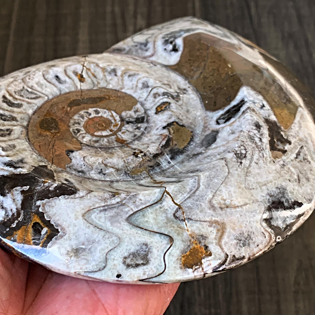 ancient ammonoid fossil