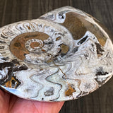 ancient ammonoid fossil