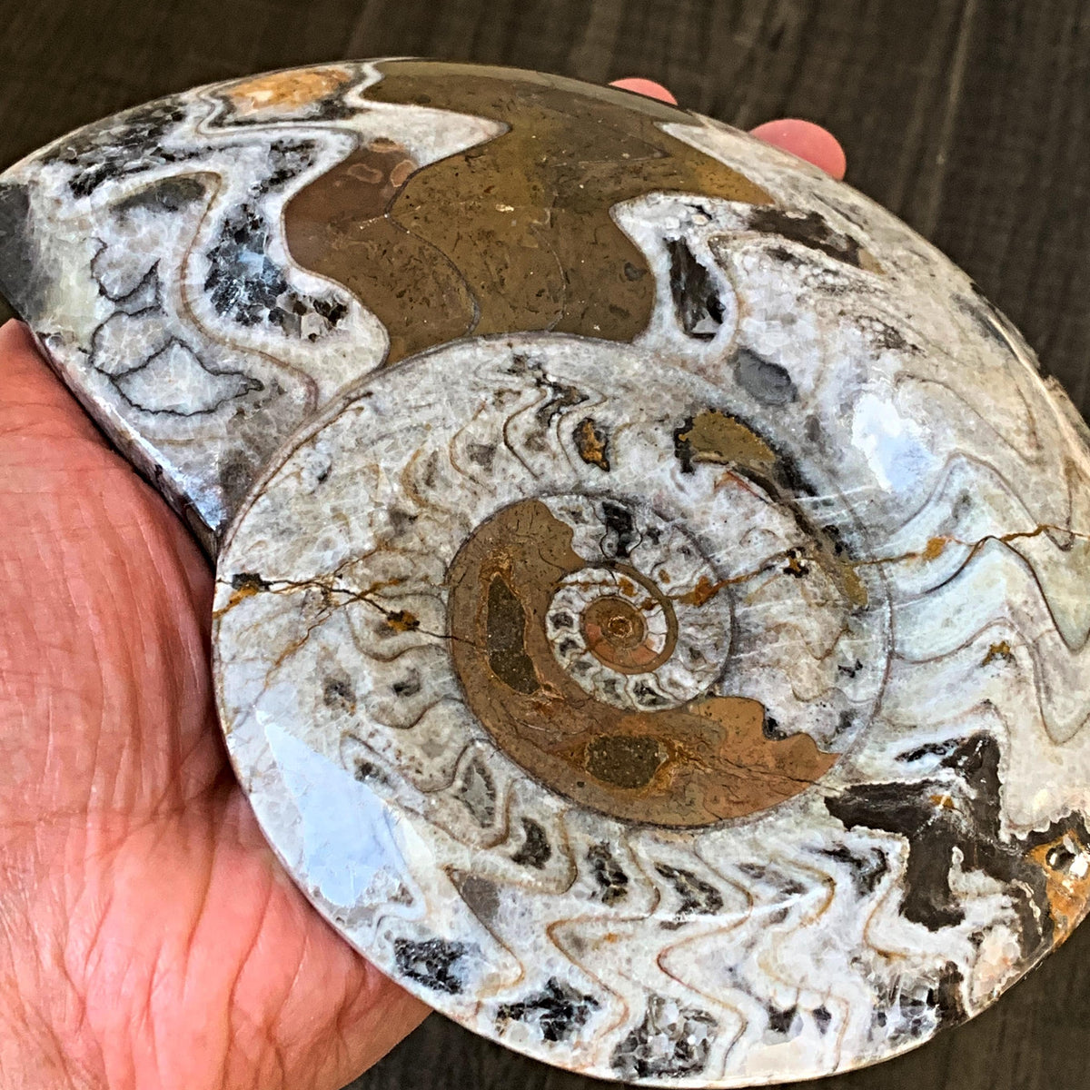 spiral marine fossil