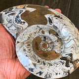 spiral marine fossil