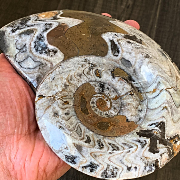 spiral marine fossil