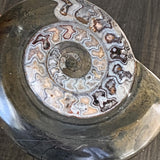 Prehistoric marine fossil