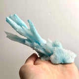 Side angle of a light blue aragonite specimen featuring long straight branching structures.